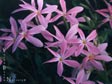 Phlox adsurgens 'Wagon Wheel'