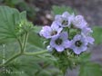 Phacelia bolanderi