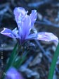 Iris douglasiana