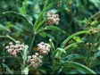 Asclepias fascicularis