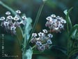 Asclepias fascicularis