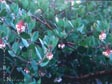 Arctostaphylos 'John Dourley'