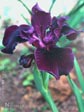 Iris 'Stroke of Midnight'