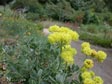 Eriogonum umbellatum var. poly. 'Shasta Sulphur'