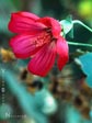 Lavatera assurgentiflora