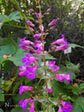 Penstemon spectabilis
