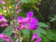 Penstemon spectabilis