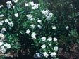 Carpenteria californica