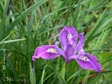 Iris innominata