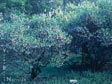 Arctostaphylos densiflora 'Sentinel'