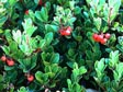 Arctostaphylos uva-ursi 'Radiant'