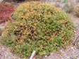 Arctostaphylos nummularia