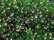 Arctostaphylos densiflora 'Howard McMinn'