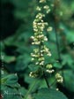 Tiarella trifoliata var. unifoliata