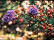 Ceanothus 'Dark Star'