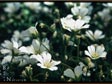 Cerastium arvense