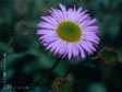 Erigeron 'Wayne Roderick'