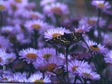 Erigeron 'Wayne Roderick'