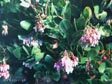 Arctostaphylos refugioensis