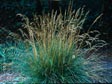 Deschampsia caespitosa