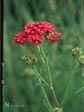 Achillea millefolium - pink