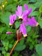 Dodecatheon hendersonii