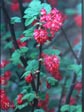 Ribes malvaceum 'Barrie Coate'