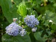 Ceanothus thyrsiflorus 'Skylark'