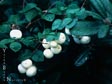 Symphoricarpos albus