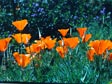 Eschscholzia californica