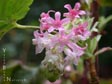 Ribes sanguineum var. glutinosum 'Claremont'