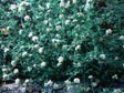 Eriogonum parvifolium