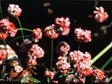 Eriogonum grande var. rubescens