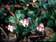 Arctostaphylos 'Seaspray'