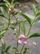 Penstemon grinnellii