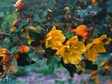 Fremontodendron californicum