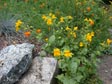 Mimulus guttatus