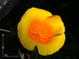 Eschscholzia californica var. maritima