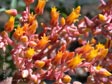 Dudleya cymosa var. cymosa