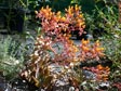 Dudleya cymosa var. cymosa