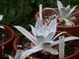 Dudleya pulverulenta