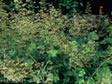 Heuchera micrantha