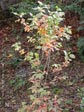 Crataegus douglasii