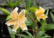 Mimulus 'Eleanor'