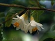 Styrax officinalis