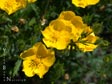 Potentilla gracilis