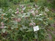 Asclepias speciosa