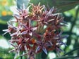 Asclepias speciosa