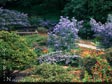 Ceanothus griseus x arboreus 'Ray Hartman'