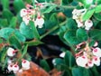 Arctostaphylos edmundsii 'Little Sur'